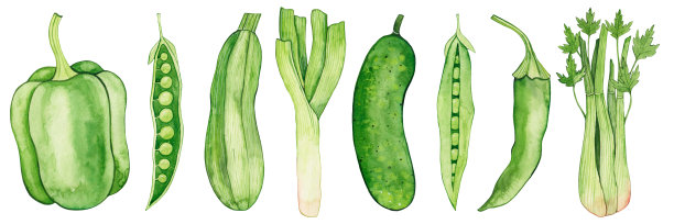 水彩集绿色蔬菜孤立在白色背景上。保加利亚胡椒，豌豆，西葫芦，韭菜，黄瓜，墨西哥胡椒，芹菜。农业产品。沙拉配料。健康食品。图片下载