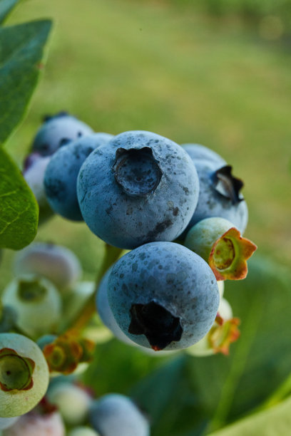日落时的蓝莓丛，有机成熟的多汁浆果，随时可以采摘图片下载