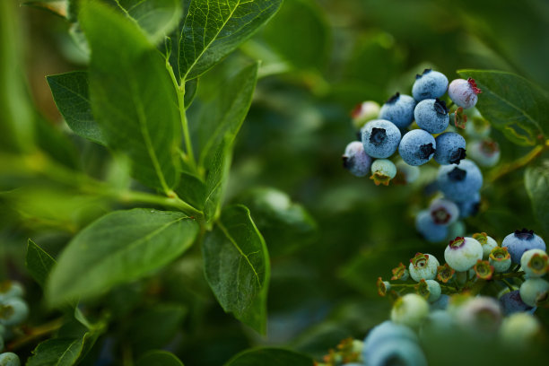 日落时的蓝莓丛，有机成熟的多汁浆果，随时可以采摘图片下载