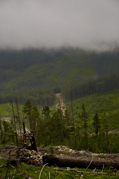 非法砍伐森林的景观景观砍伐树木。生态、环境、全球变暖的概念。图片下载