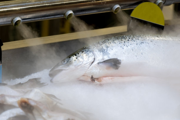 超市货架上的新鲜三文鱼，用冷蒸汽冷却。有选择性的重点图片下载