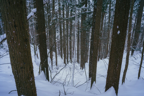 2022年2月，冬雪中登山图片下载