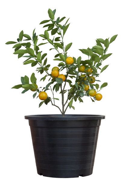 橙树或柑橘Japonica Thunb在黑色塑料罐孤立在白色背景包括修剪路径。图片下载