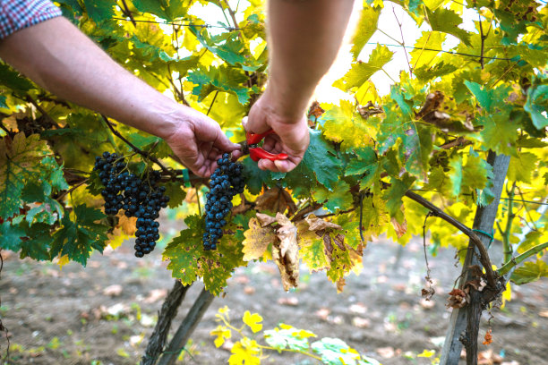 用剪刀剪葡萄图片下载