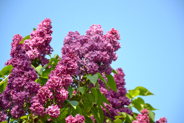 淡紫色的春花在蓝天的背景上图片下载