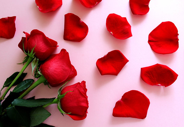 三朵玫瑰躺在粉红色的背景与文字空间。图片下载
