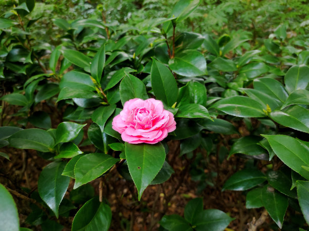 日本茶花，俗称普通茶花，或日本茶花图片下载