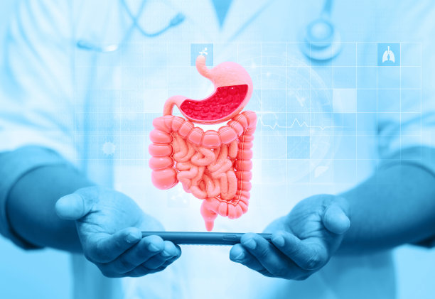 医生的手显示了医学背景下人类的消化系统。三维演示图片下载