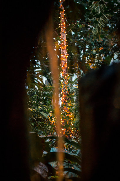 装饰着圣诞彩灯的热带树木图片下载