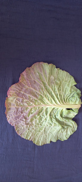 黑卷心菜的叶子刚刚打开图片下载