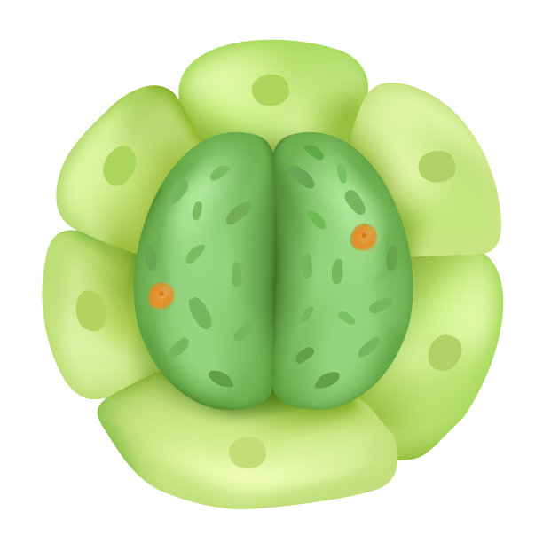 气孔-关闭图片下载