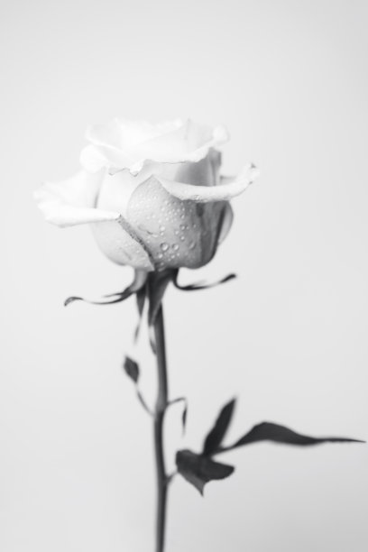 新鲜单朵玫瑰玫瑰色，黑白相间图片下载