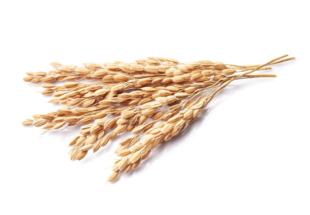 一穗稻子图片下载