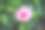 公园里的芙蓉花图片下载