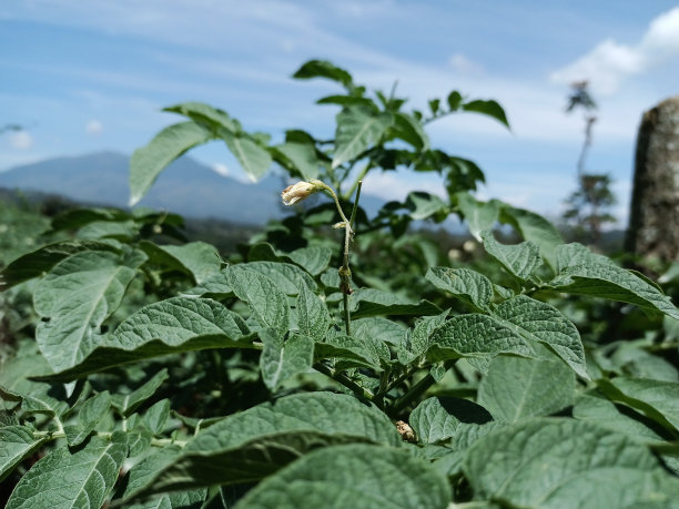 土豆植物的花图片下载