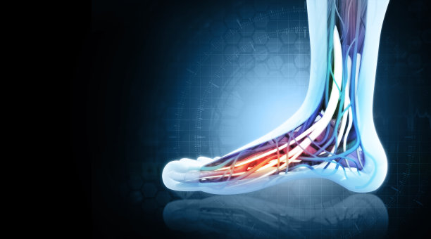 人类的脚解剖学。三维演示图片下载