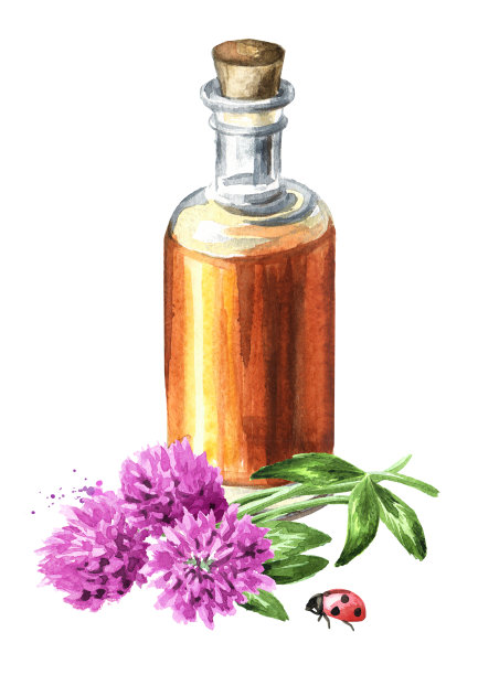 红色粉红色的田野三叶草自制酊剂，手绘水彩插图孤立在白色背景上图片下载