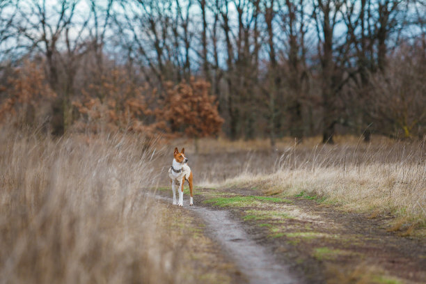 巴辛吉狗在公园里散步图片下载