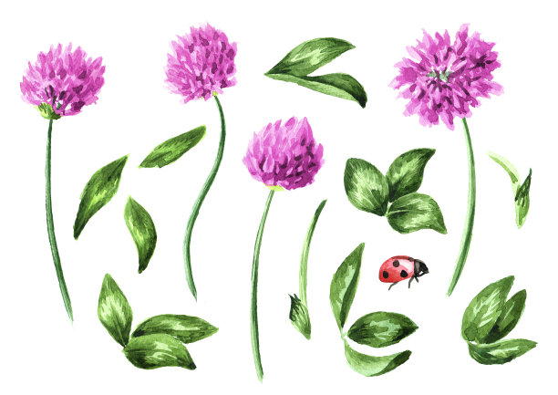 红粉色的田野三叶草植物，花和叶子元素集，手绘水彩插图孤立在白色背景上图片下载
