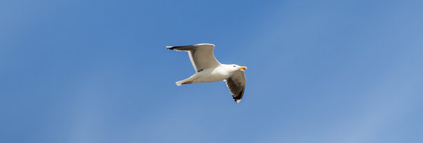 一只海鸥在蓝天前飞翔图片下载