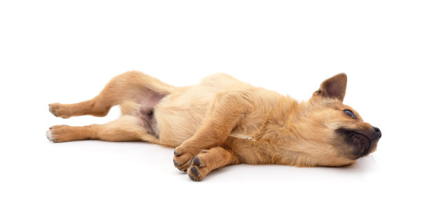 棕色的小狗在撒谎。图片下载