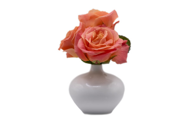 白色背景上的玫瑰花瓶图片下载
