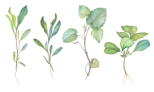 一套年轻的绿色田野植物图片下载