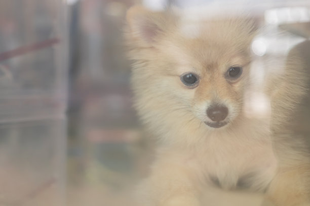 模糊的照片，可爱的博美犬悲伤的眼睛躺在家里的玻璃门地板上。小狗正在休息。宠物伸直身子躺着。图片下载