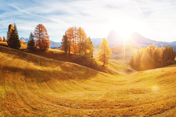 山坡上的落叶松的神奇景象。地点:意大利南蒂罗尔，Seiser Alm或Alpe di Siusi。欧洲。素材图片
