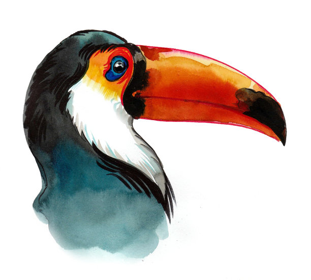 Tupac鸟图片下载