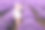 薰衣草地里的女人。女人在白色的连衣裙和帽子的背面视图。去薰衣草一排排。身着白裙白帽的女孩站在薰衣草地里。软焦点图片下载
