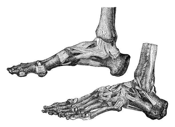 人类骨骼足与骨骼和肌肉-复古雕刻插图图片下载
