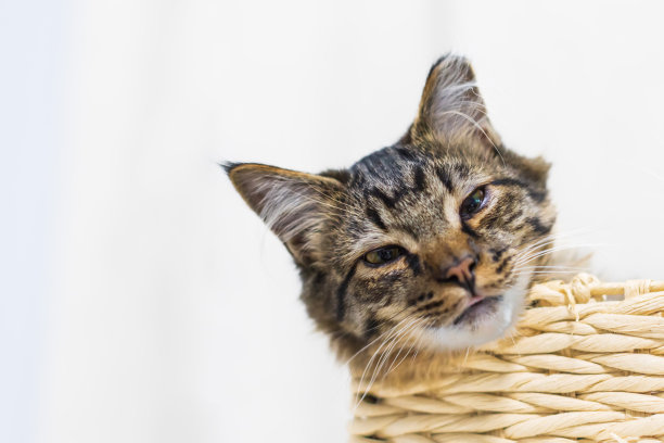 一只棕色的虎斑猫正在猫床上放松地吐着舌头图片下载