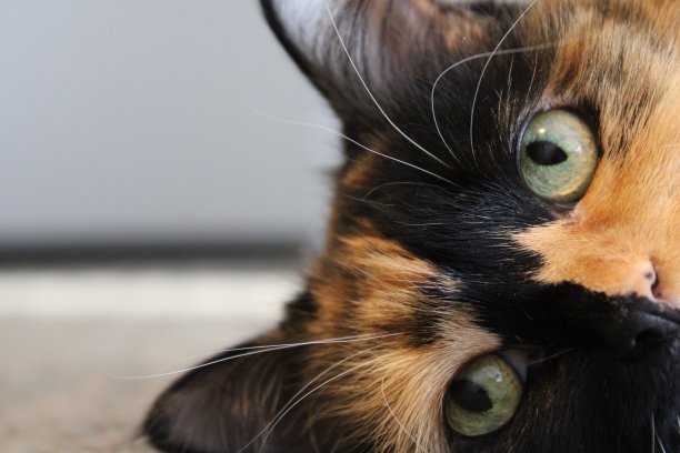 她是一个公主图片下载