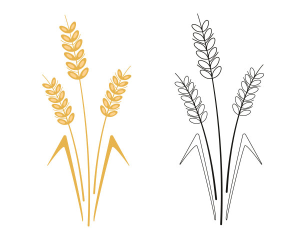 小麦的小穗孤立在白色上。彩色和黑白图像。设计元素。平面风格的矢量插图图片下载