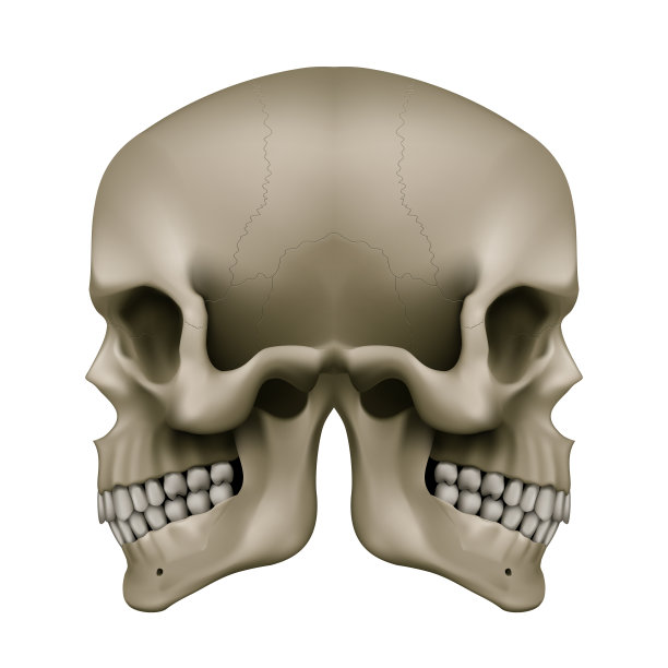 人类头骨图片下载