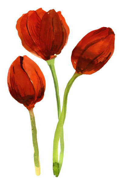 郁金香。从花上剪下的图案图片下载