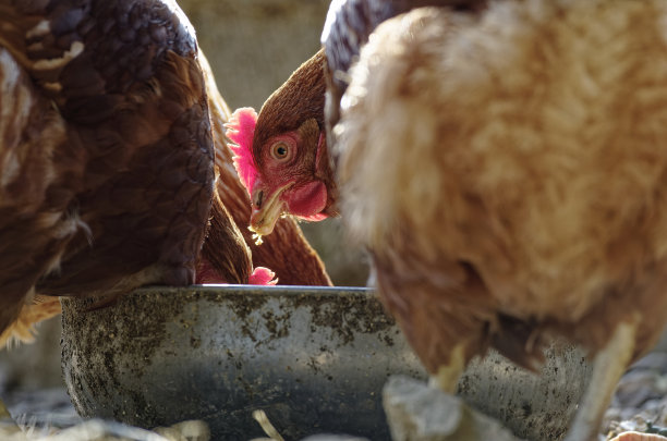 草地上的母鸡图片下载