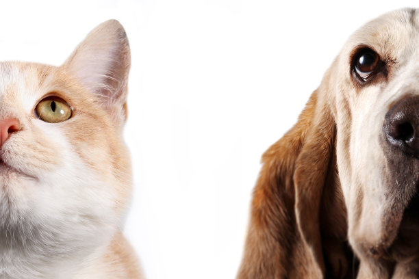 巴吉特猎犬和红色猫的肖像在白色的背景图片下载