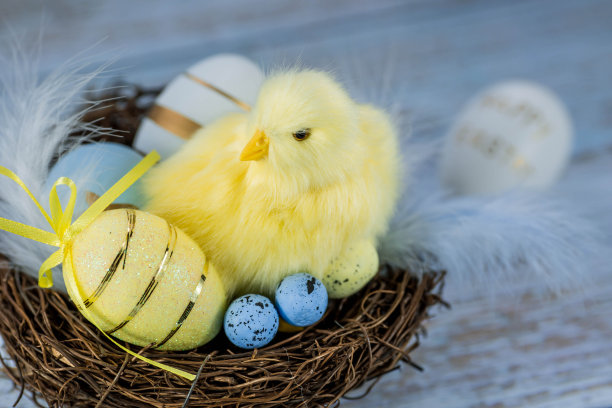 蓝色、黄色、白色的蛋在鸟巢里，黄色的小鸡在蓝色的木质背景上。最小的概念。复活节卡片，上面有文字的地方。图片下载