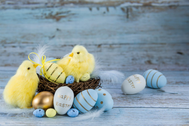 蓝色、黄色、白色的蛋在鸟巢里，黄色的小鸡在蓝色的木质背景上。最小的概念。复活节卡片，上面有文字的地方。图片下载