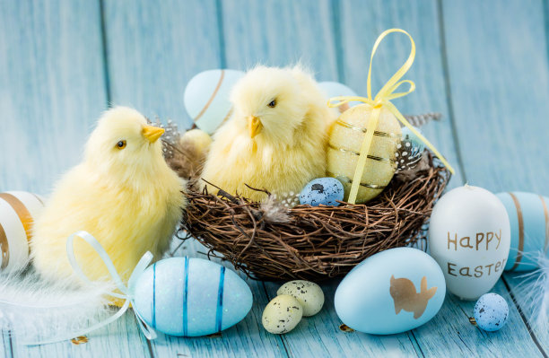 蓝色、黄色、白色的蛋在鸟巢里，黄色的小鸡在蓝色的木质背景上。最小的概念。复活节卡片，上面有文字的地方。图片下载