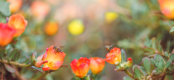 神奇的美丽多彩的自然风景花与蜜蜂。大气的照片，温柔的艺术形象。图片下载