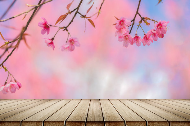 空木桌台春天樱花盛开图片下载