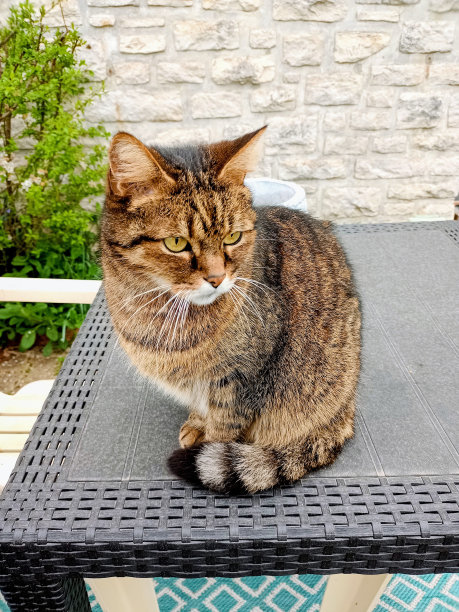 户外欧洲猫观察其领地的照片图片下载