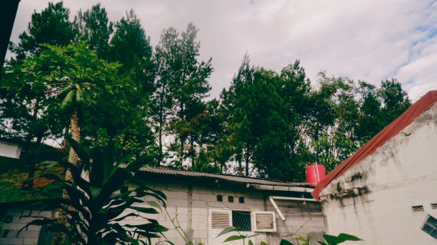 房子花园后面的一棵高大的绿树图片下载