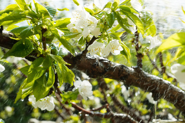 樱桃树图片下载
