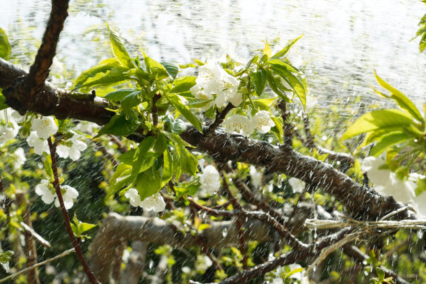 樱桃树图片下载