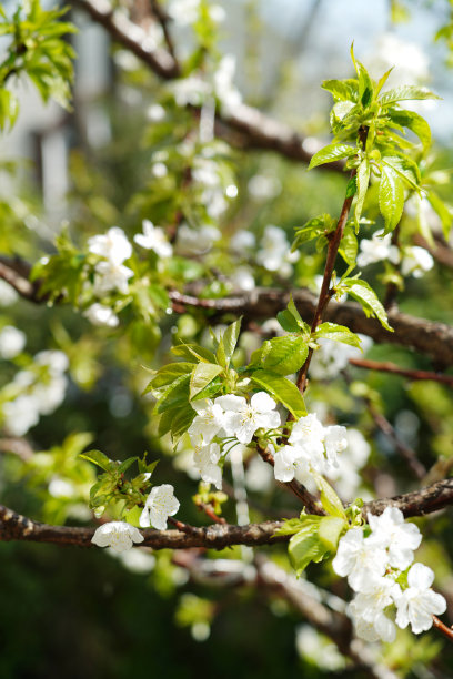 樱桃树图片下载