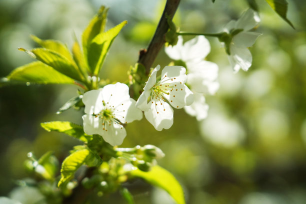 樱桃树图片下载